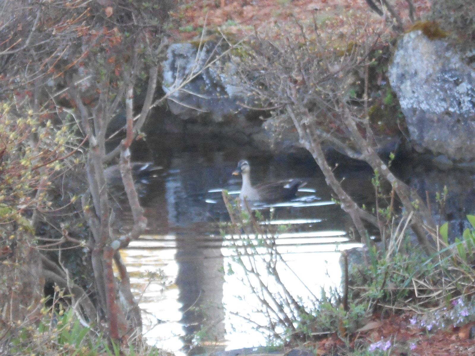 校地内の池にカモがいらっしゃいました。