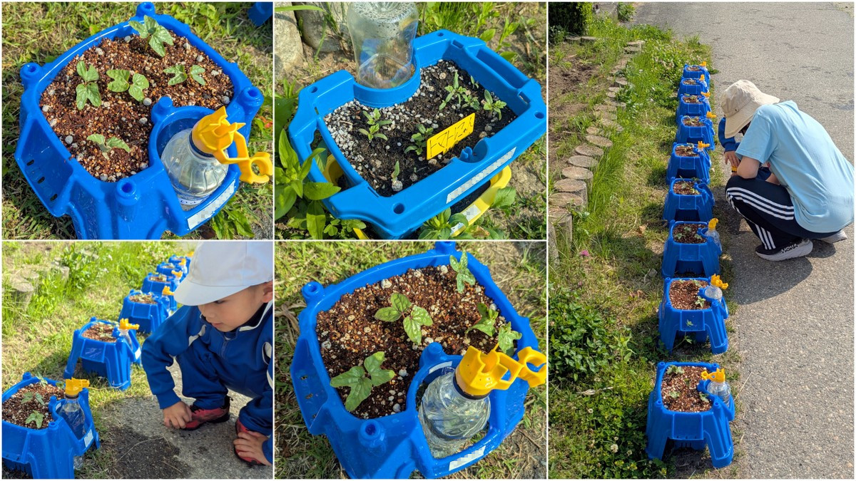 アサガオ・トマトの観察