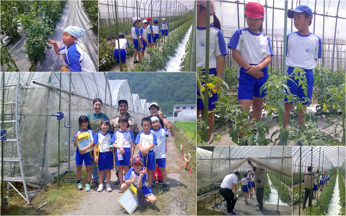 南郷トマト農家見学