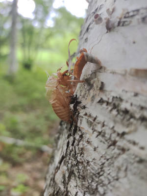 IMG_20250524_171215168