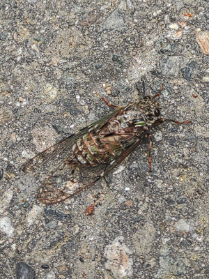 IMG_20250524_074007986